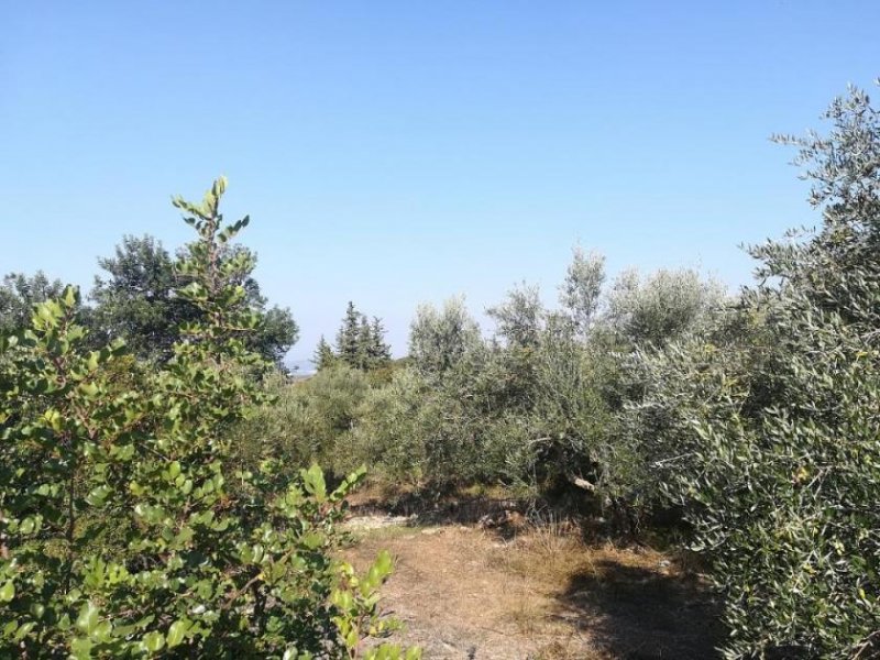 Aspro Olivenhain mit Meer- und Bergblick auf Kreta zum Verkauf Grundstück kaufen